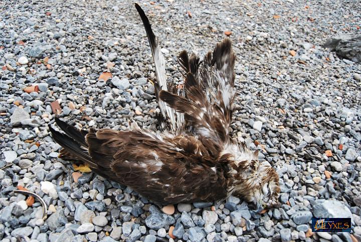 rapace ucciso.JPG